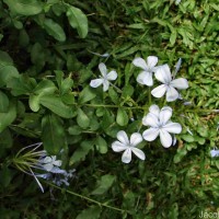 Plumbago auriculata Lam.